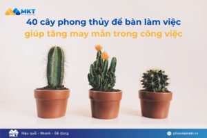 40 cây phong thủy để bàn làm việc giúp tăng may mắn trong công việc