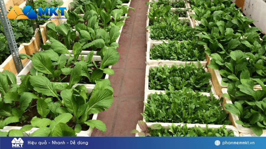 Kinh doanh rau sạch online