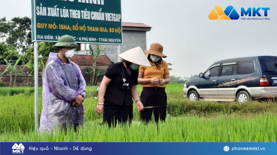 Kinh doanh rau sạch online