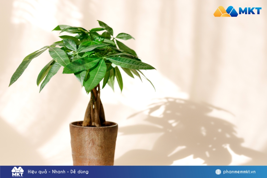 11+ cách lấy lộc buôn bán, thu hút tài lộc cho người kinh doanh 3 Cách lấy lộc buôn bán