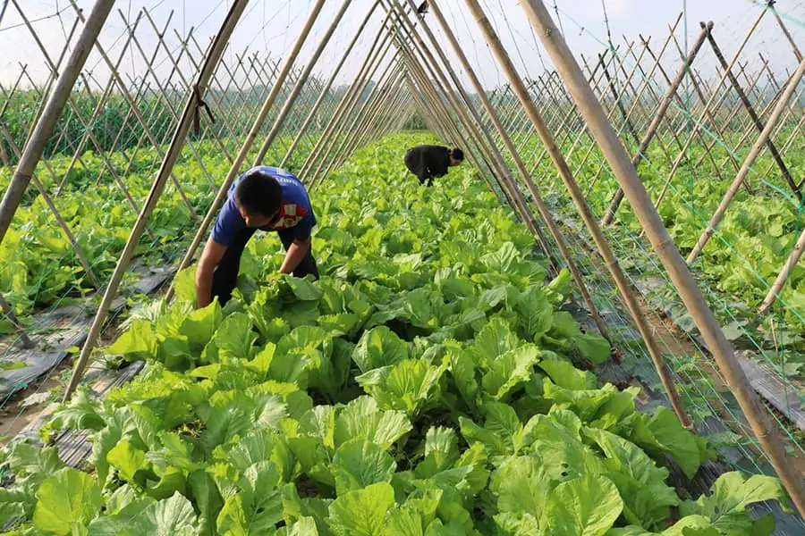 Trồng rau sạch để bán tại các chợ địa phương là một ý tưởng kinh doanh khả thi với số vốn nhỏ
