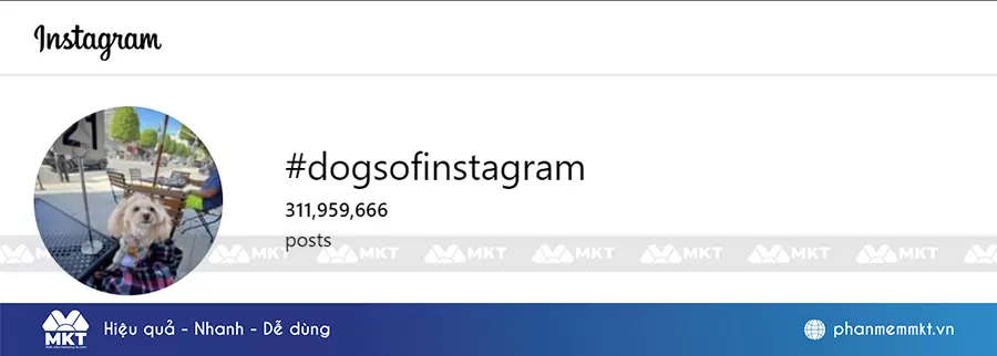 Có 311,9 triệu bài đăng sử hashtag #DogsofInstagram trên Instagram